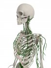 Lymph- und Skelettsysteme von Erwachsenen — Stockfoto