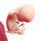 Vista de Fetus às 14 semanas — Fotografia de Stock