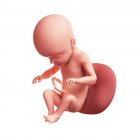 Vista del feto a 26 settimane — Foto stock