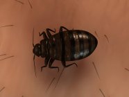 Parasitic Bedbug on human skin — Stock Photo