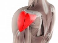 View of Deltoid muscle — Stock Photo