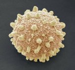Puffball fungus spore — Stock Photo