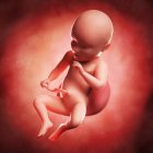 Vista del feto a las 34 semanas - foto de stock