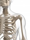 Верхние кости тела — стоковое фото