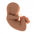 Vista del feto a termine — Foto stock