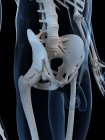 Huesos pélvicos y articulaciones de cadera - foto de stock