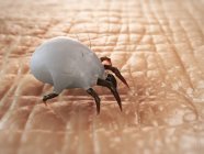 Casa ácaro de polvo en la piel humana - foto de stock