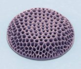 Одноклеточные водоросли диатома — стоковое фото
