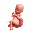 Vue du foetus à 31 semaines — Photo de stock
