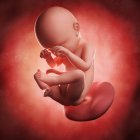 Vista del feto a las 38 semanas - foto de stock