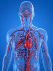 Нормальний серцево-судинної системи — стокове фото