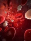 Normal blood cells in artery — Stock Photo