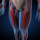 Humano, pierna, musculatura , - foto de stock
