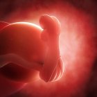 Ansicht des Embryos im Alter von 5 Wochen — Stockfoto