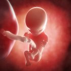 Vista del feto a las 11 semanas - foto de stock