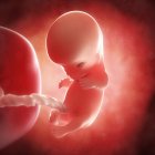 Vista del feto a 10 settimane — Foto stock