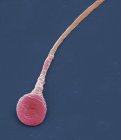 Cellula spermatica umana, micrografo elettronico a scansione colorata (SEM ). — Foto stock