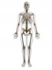 Skelett erwachsener Männer — Stockfoto