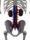 Healthy kidneys and abdominal aorta — Stock Photo
