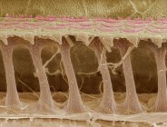 Micrografia eletrônica de varredura colorida (MEV) de células ciliadas sensoriais na cóclea do ouvido interno . — Fotografia de Stock