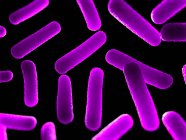 Organismos bacterianos em forma de bastonete — Fotografia de Stock