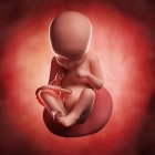 Vista del feto a las 29 semanas - foto de stock