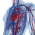 Système cardiovasculaire transportant des nutriments et de l'oxygène — Photo de stock