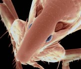 Cabeça de pulga de gato — Fotografia de Stock