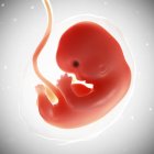 Vista del feto a las 7 semanas - foto de stock