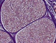 Науковий нерв, що показує пучок нервових волокон — стокове фото