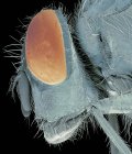 Cabeza de mosca Bluebottle - foto de stock