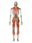Hauptmuskeln, die die menschliche Haltung steuern — Stockfoto