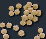 Puffball fungus spores — Stock Photo