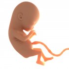 Dois meses de idade feto — Fotografia de Stock