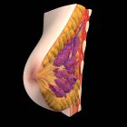 Вид на анатомию груди — стоковое фото