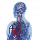 Серцево судинна система транспортування поживних речовин і кисню — стокове фото