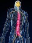 Lokalisierung von Rückenschmerzen — Stockfoto