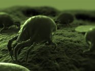 Common house dust mite — Stock Photo