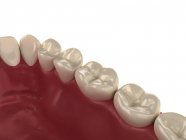 Dents humaines saines — Photo de stock
