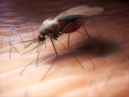 Mosquito da família Culicidae — Fotografia de Stock