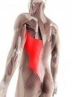 М'язи найширшої м'язи спини — стокове фото