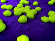Acinetobacter sp. Bakterieninfektion — Stockfoto