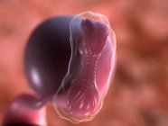 Vista del feto a 5 settimane — Foto stock
