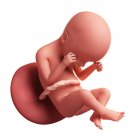 Vista del feto a las 24 semanas - foto de stock