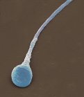 Human sperm cell, coloured scanning electron micrograph (SEM). — Stock Photo