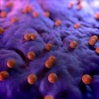 Бактериальная инфекция тканей — стоковое фото