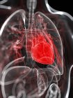 Вид на анатомию сердца — стоковое фото