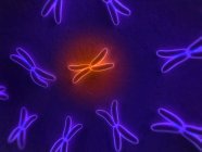 Хромосоми протягом поділу клітини — стокове фото