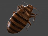 Blood sucking common Bedbug — Stock Photo