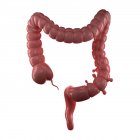 Small pouches in the large intestine — Stock Photo